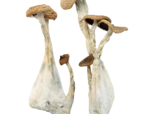 Alacabenzi Magic Mushrooms (Psilocybe Cubensis Alacabenzi)