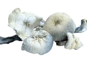 Albino A+ Magic Mushrooms