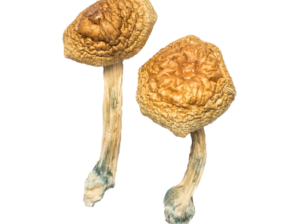 Golden Mammoth Magic Mushrooms