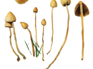 Liberty Caps