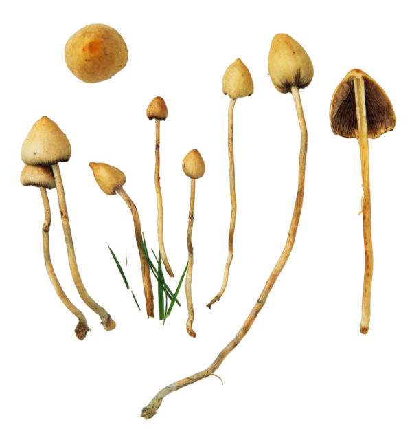 Liberty Caps