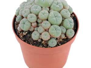 Peyote cluster 10.5cm – Lophophora williamsii