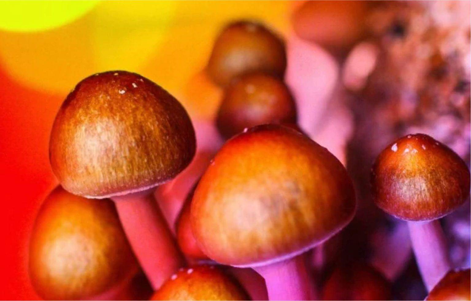 Mushrooms for sale online in USA